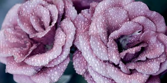 Imagem do grupo de WhatsApp Fasion passion