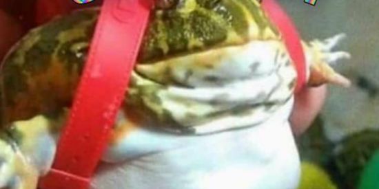 Imagem do grupo de WhatsApp SHITPOST SO QUE BR