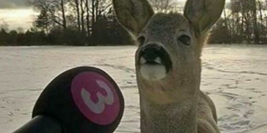 Imagem do grupo de WhatsApp figurinhas e shitpost 5