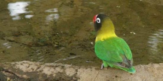 Imagem do grupo de WhatsApp Floresta Agapornis