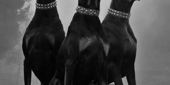 Imagem do grupo de WhatsApp 24h乡dobᥱrmᥲns