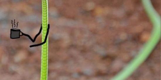 Imagem do grupo de WhatsApp Ninho de Cobra🐍