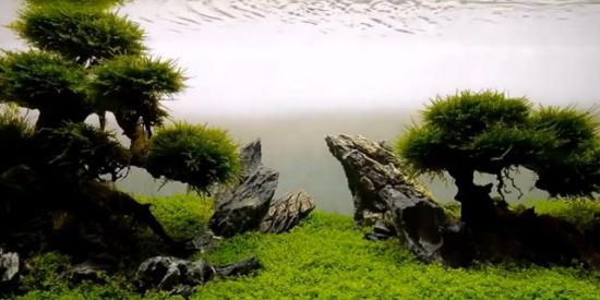 Imagem do grupo de WhatsApp Ornamentais fish