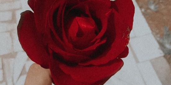 Imagem do grupo de WhatsApp pride 🏳️‍🌈♥️