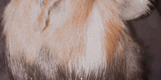 Imagem do grupo de WhatsApp Amizade com adm