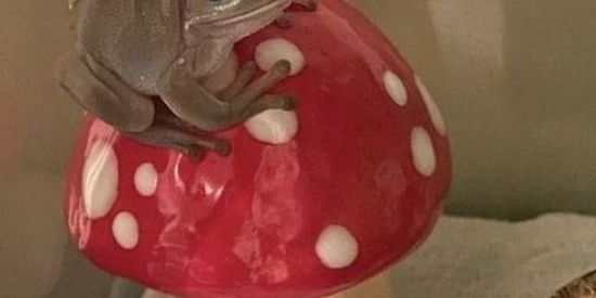 Imagem do grupo de WhatsApp Sapins cururu 🐸🍄