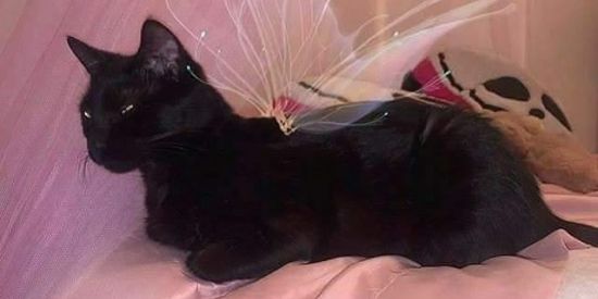 Imagem do grupo de WhatsApp ⚡ l o m o c h i q u e  ⚡