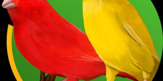 Imagem do grupo de WhatsApp CRIADORES DE AVES