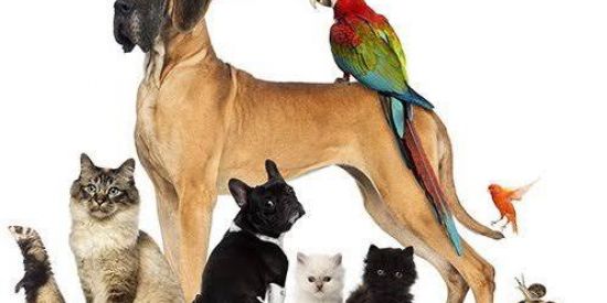 Imagem do grupo de WhatsApp MEU AMIGO PET