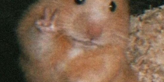 Imagem do grupo de WhatsApp ⛓️🖤Եαkαkαҽ🌑⛓️