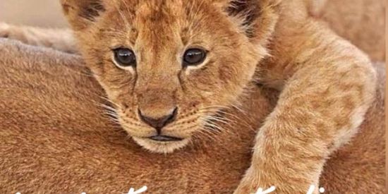 Imagem do grupo de WhatsApp recrutamento