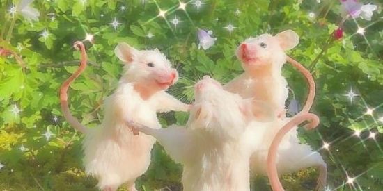 Imagem do grupo de WhatsApp AMIGAR POW