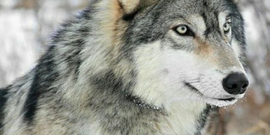 Imagem do grupo de WhatsApp solteiros(as)