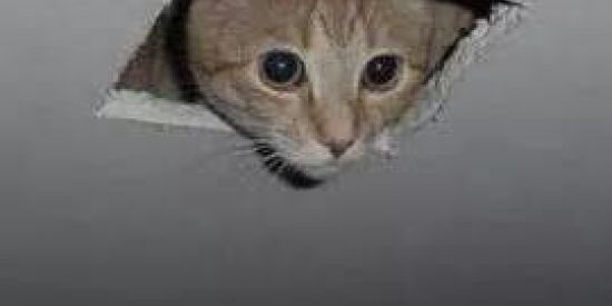 Imagem do grupo de WhatsApp Figurinhas e Stickes