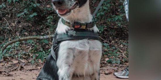 Imagem do grupo de WhatsApp Border collie Brasil