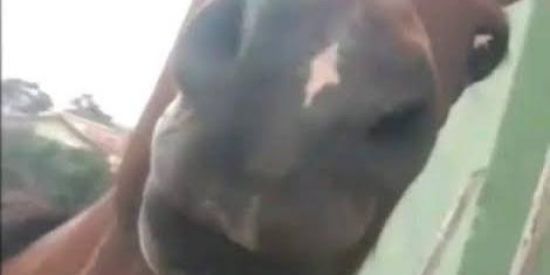 Imagem do grupo de WhatsApp 🐴~~CAValo~~🐴