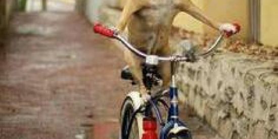 Imagem do grupo de WhatsApp Gangue da Bicicletinha