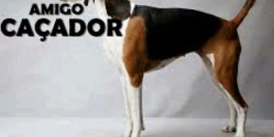 Imagem do grupo de WhatsApp Amigos de caça 🐕🐕🐕‍🦺🐕‍🦺