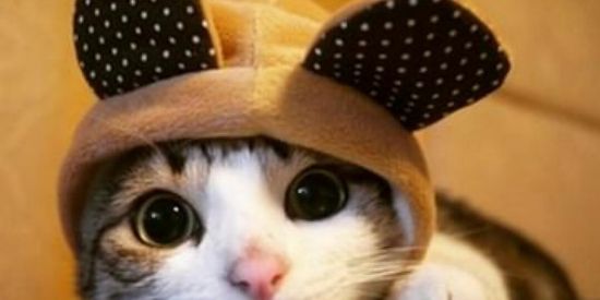 Imagem do grupo de WhatsApp Recrutamento para ganhar seguidores no Instagram