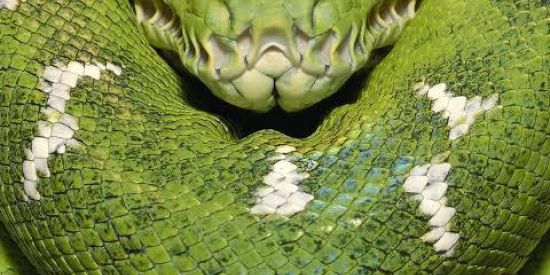 Imagem do grupo de WhatsApp ƭɾเαɠεɱ ♚Ɓɳ'ร♚🐍