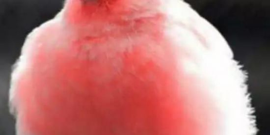 Imagem do grupo de WhatsApp 🍥ŽØƏĪŘÄ-§ƏM-ČŘĪŇĞƏ§👺💅