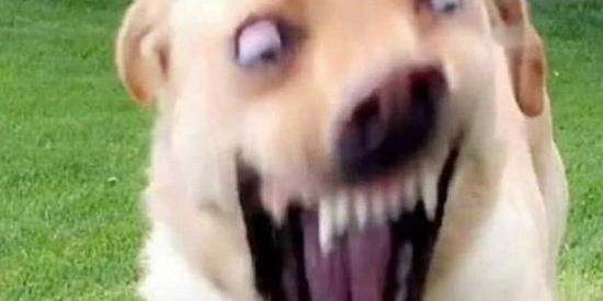 Imagem do grupo de WhatsApp Só os Loucos