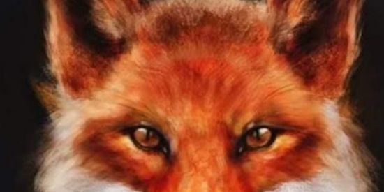 Imagem do grupo de WhatsApp SÃO CAETANO DA RAPOSA