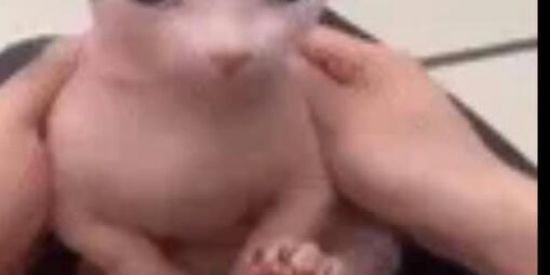 Imagem do grupo de WhatsApp Shitpost supreme🔥