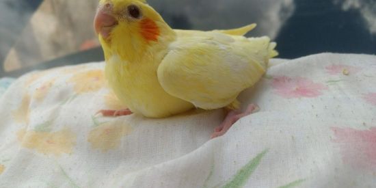 Imagem do grupo de WhatsApp Grupo de Calopsitas