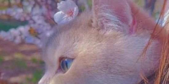 Imagem do grupo de WhatsApp Infinity