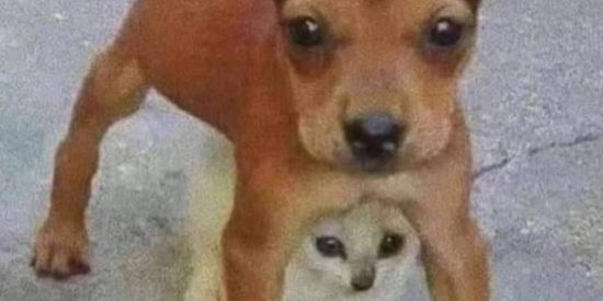 Imagem do grupo de WhatsApp Friendss