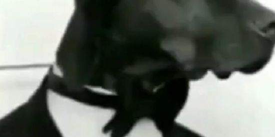 Imagem do grupo de WhatsApp Reencarnação do armário