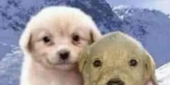 Imagem do grupo de WhatsApp ̆bingulinho