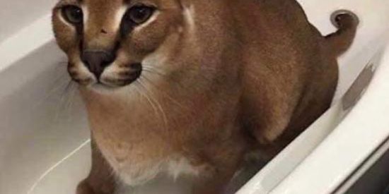 Imagem do grupo de WhatsApp nao sei