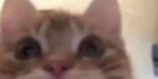 Imagem do grupo de WhatsApp Amizades ✨