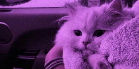 Imagem do grupo de WhatsApp (bi)cicleta