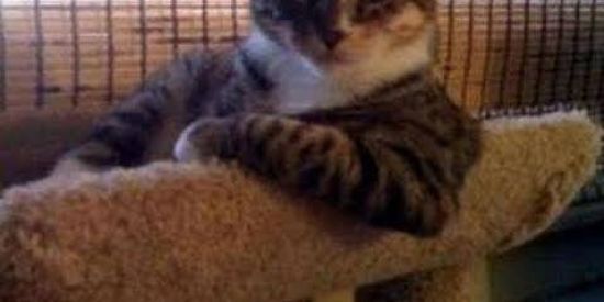 Imagem do grupo de WhatsApp Tchubirau daum daum🐦