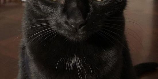 Imagem do grupo de WhatsApp Mãe de Gatos