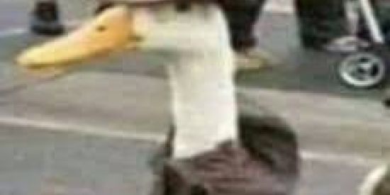 Imagem do grupo de WhatsApp CONTATOS🐧👍