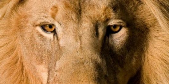 Imagem do grupo de WhatsApp Recrutamento Łƒ'ร 🦁