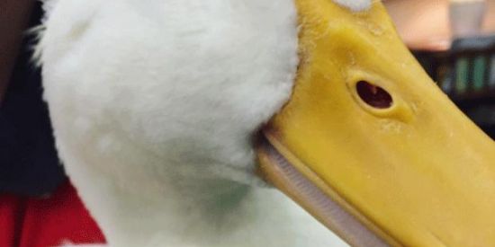 Imagem do grupo de WhatsApp Pata_peta_pita_pota....🦆