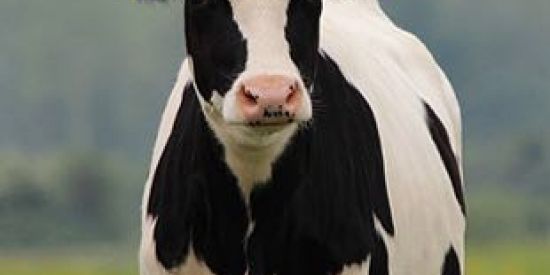 Imagem do grupo de WhatsApp Vaca urbana 2.0 🐮