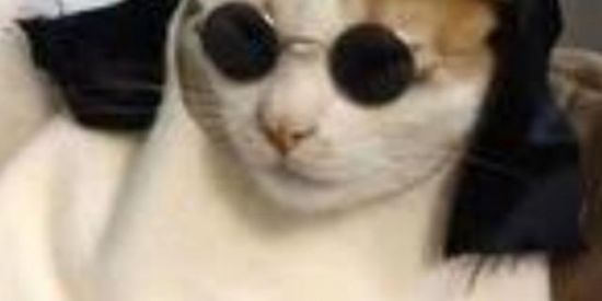 Imagem do grupo de WhatsApp Não pd se apaixonar🐦