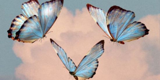 Imagem do grupo de WhatsApp Borboletinhas 🦋✨