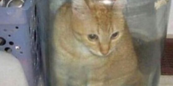 Imagem do grupo de WhatsApp Uncensored Sacro Arquivos