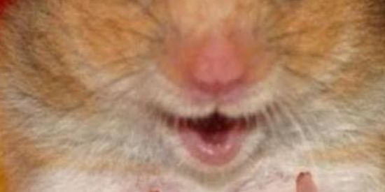 Imagem do grupo de WhatsApp Zueira 24:00 por dia 🤣