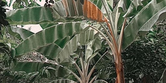 Imagem do grupo de WhatsApp Ganhar dinheiro fácil