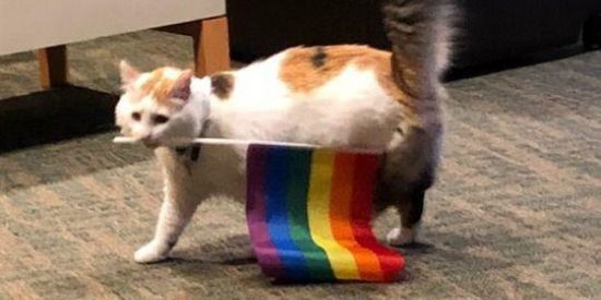 Imagem do grupo de WhatsApp Mineiros🏳‍🌈🌈