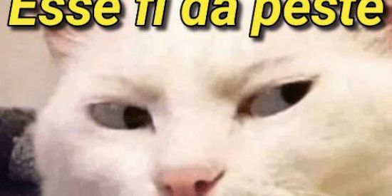 Imagem do grupo de WhatsApp NOVAS AMIZADES 😲😊