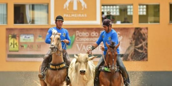 Imagem do grupo de WhatsApp 🐴Grupo de vaquejada🐴